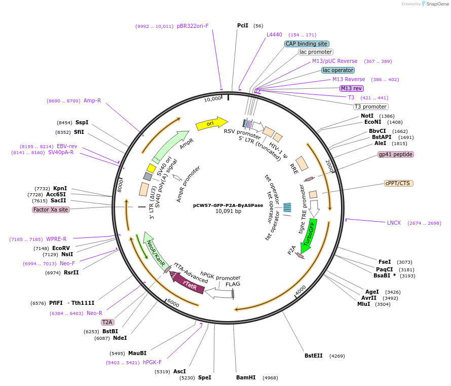 252094-plasmid-map-sequence-id-501215