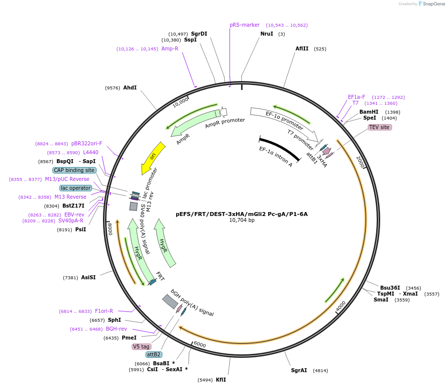 51257-plasmid-map-sequence-id-501235