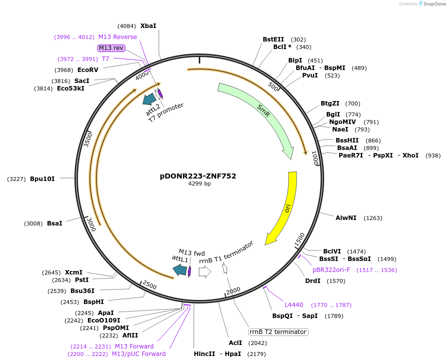 88486-plasmid-map-sequence-id-501237