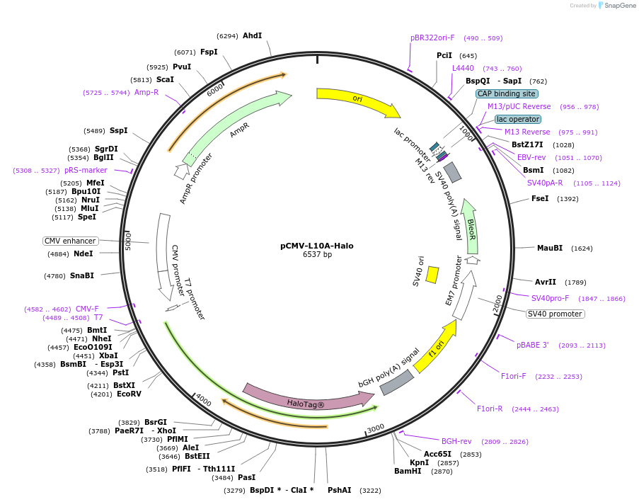 247300-plasmid-map-sequence-id-501268