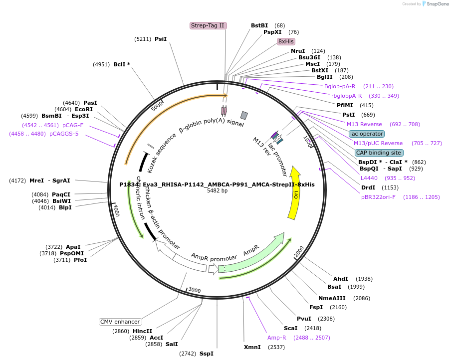 249612-plasmid-map-sequence-id-501282