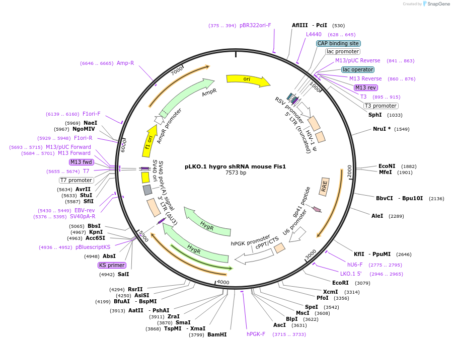 252270-plasmid-map-sequence-id-501301