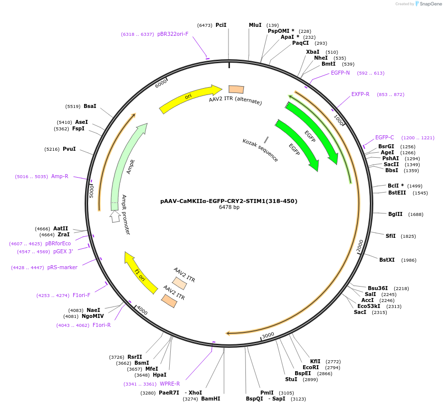 248300-plasmid-map-sequence-id-501303