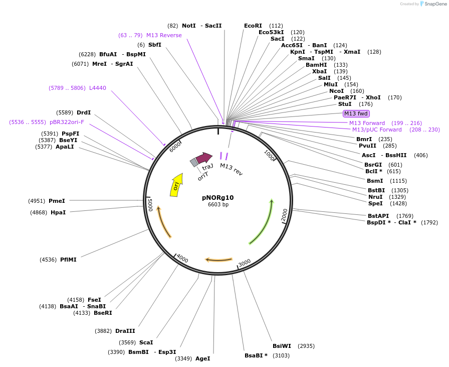 249340-plasmid-map-sequence-id-501423