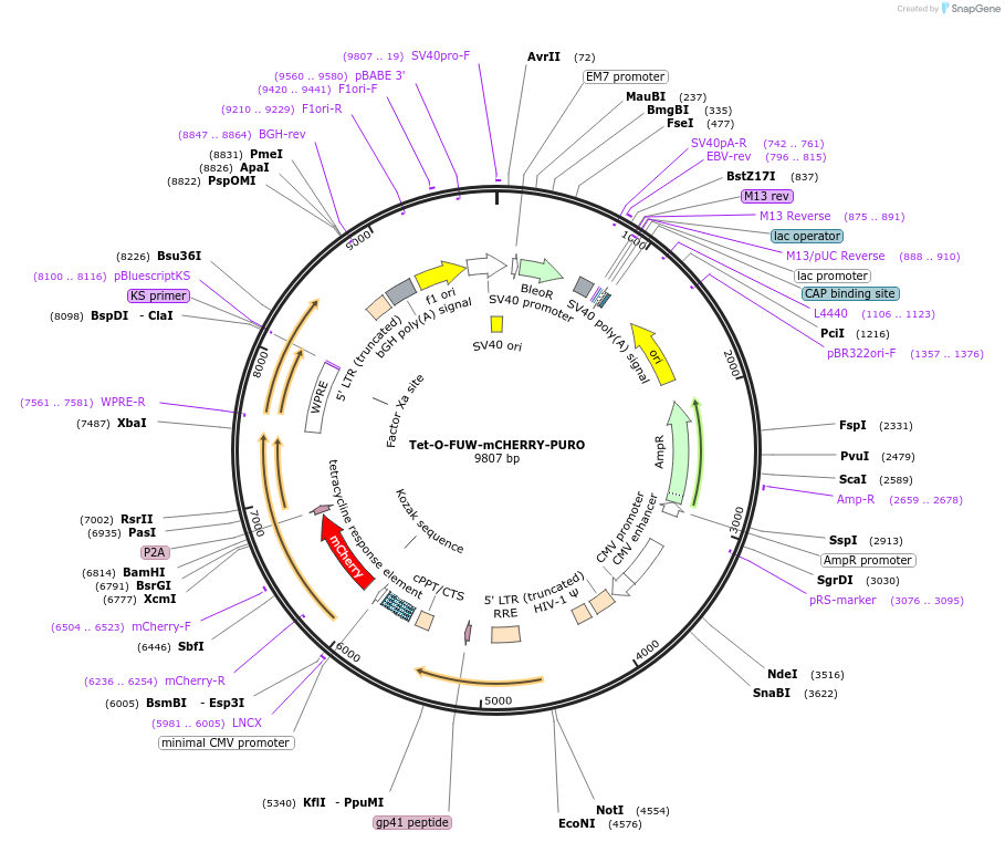 251739-plasmid-map-sequence-id-501488