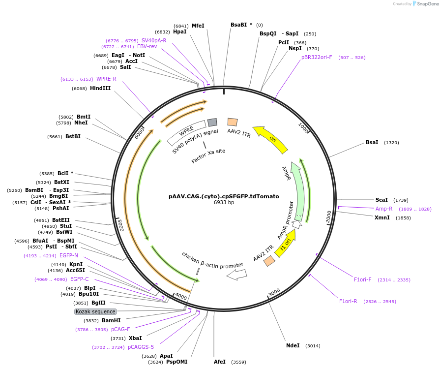248076-plasmid-map-sequence-id-501525