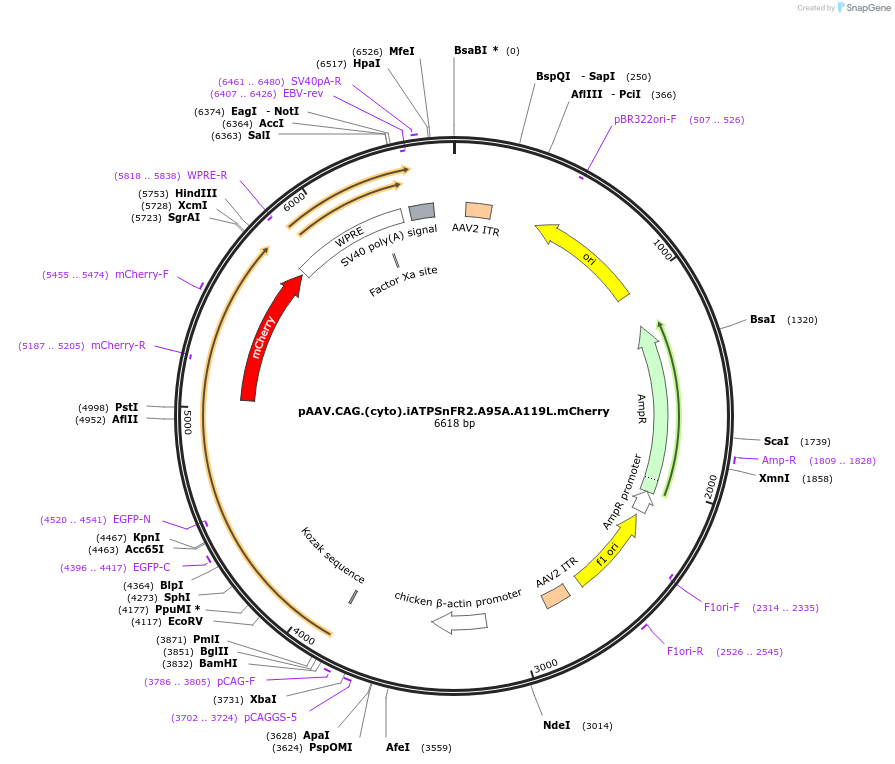 248073-plasmid-map-sequence-id-501528