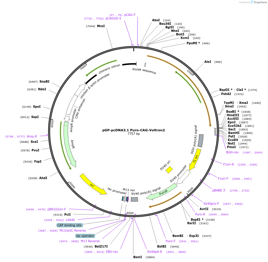 172909-plasmid-map-sequence-id-501544