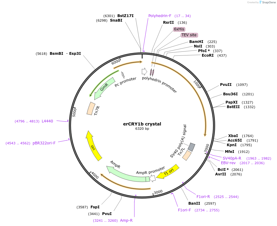 252022-plasmid-map-sequence-id-501566