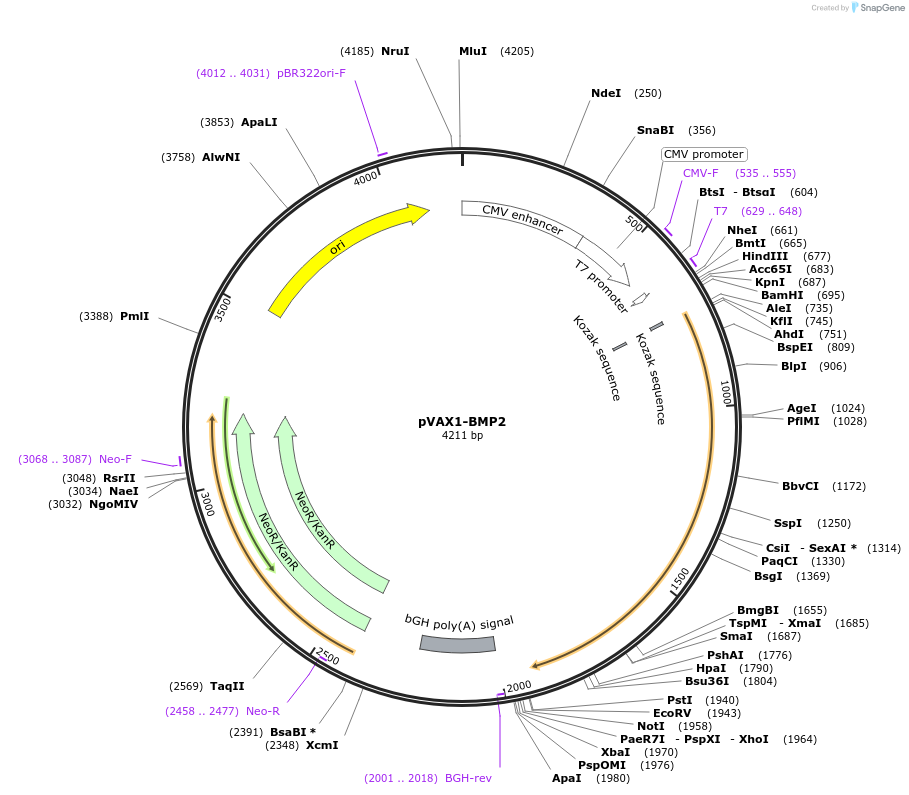 137909-plasmid-map-sequence-id-501601