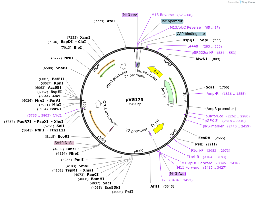 251208-plasmid-map-sequence-id-501602