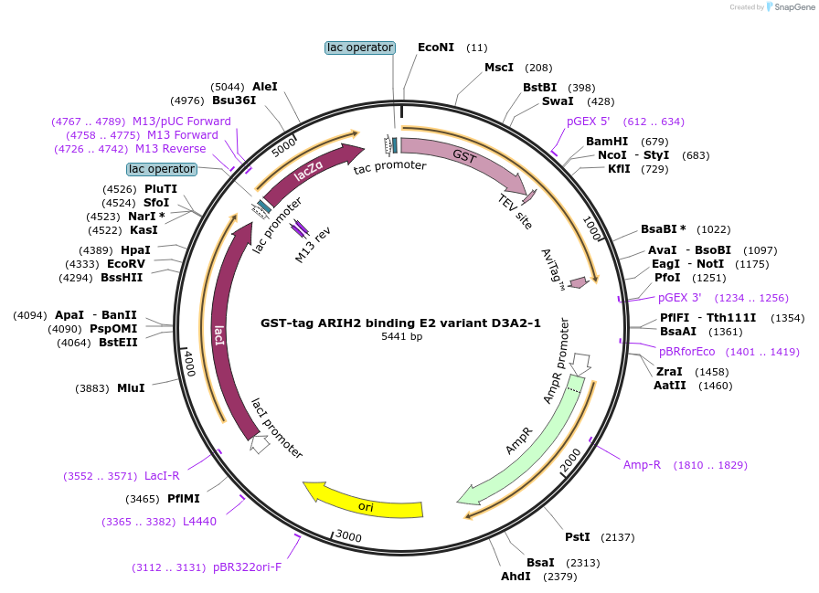 248849-plasmid-map-sequence-id-501603
