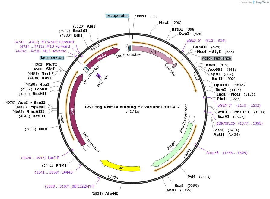 248850-plasmid-map-sequence-id-501606