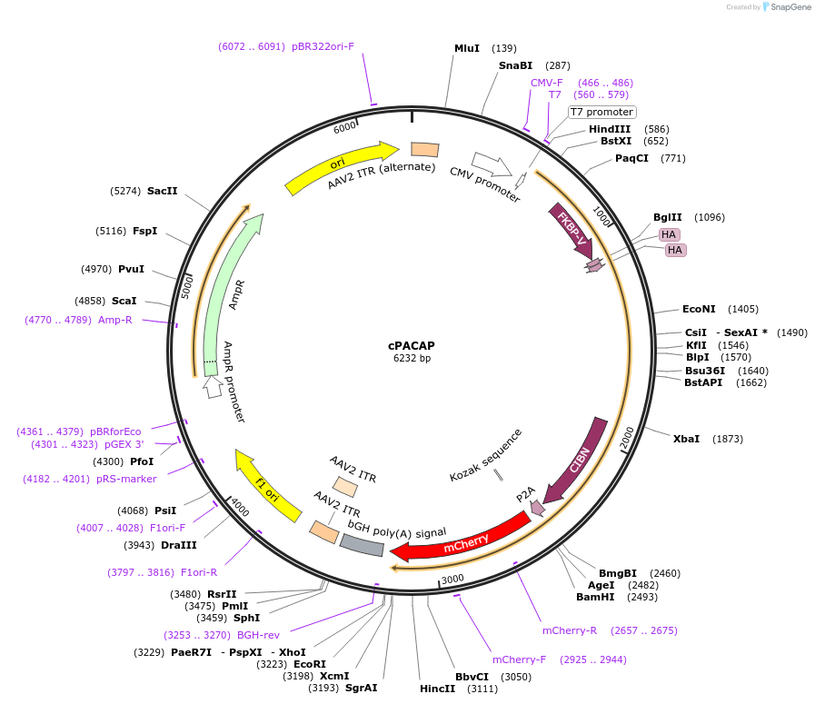 251436-plasmid-map-sequence-id-501607
