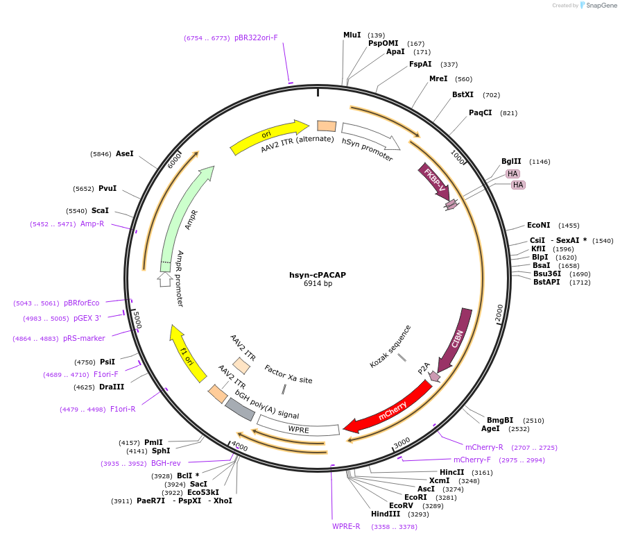 251438-plasmid-map-sequence-id-501609