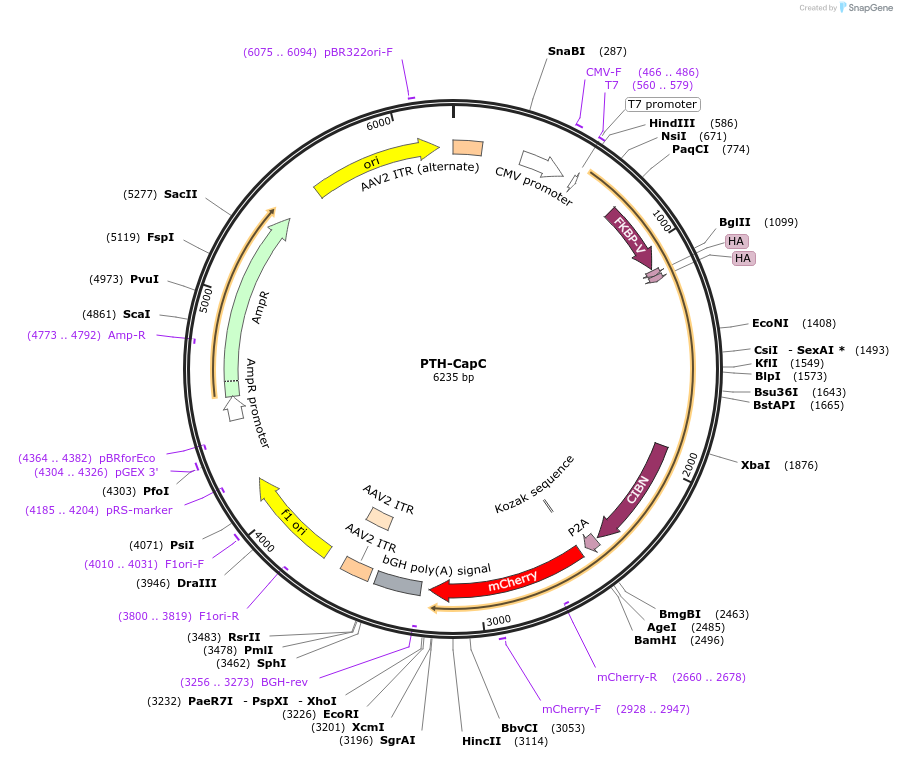251439-plasmid-map-sequence-id-501612