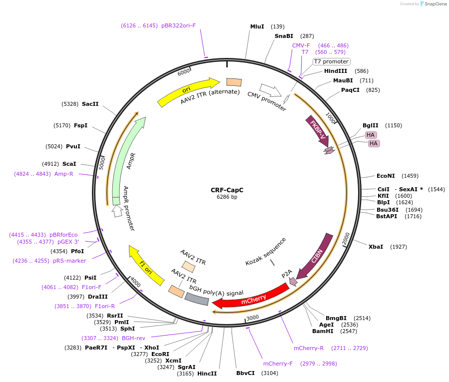 251440-plasmid-map-sequence-id-501616
