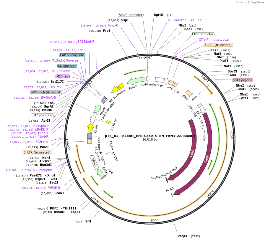 251998-plasmid-map-sequence-id-501626