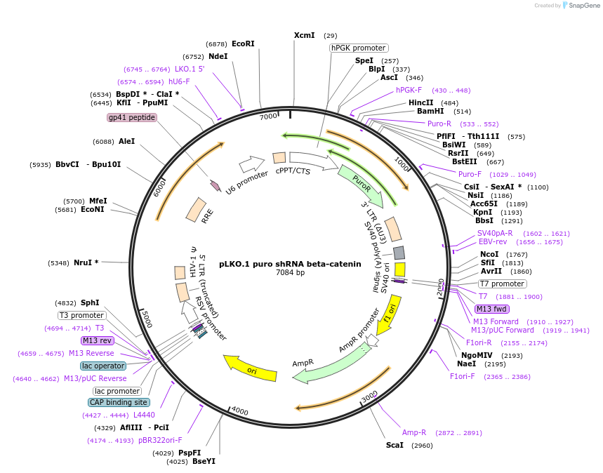 18803-plasmid-map-sequence-id-501650