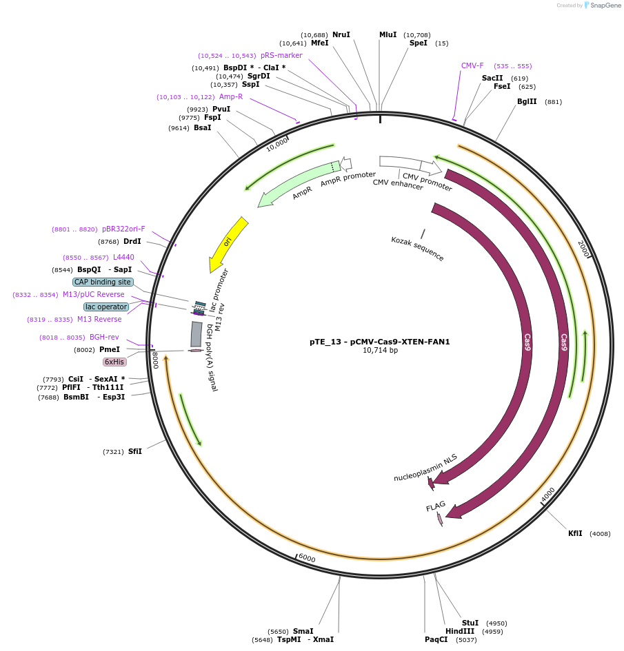 252009-plasmid-map-sequence-id-501651