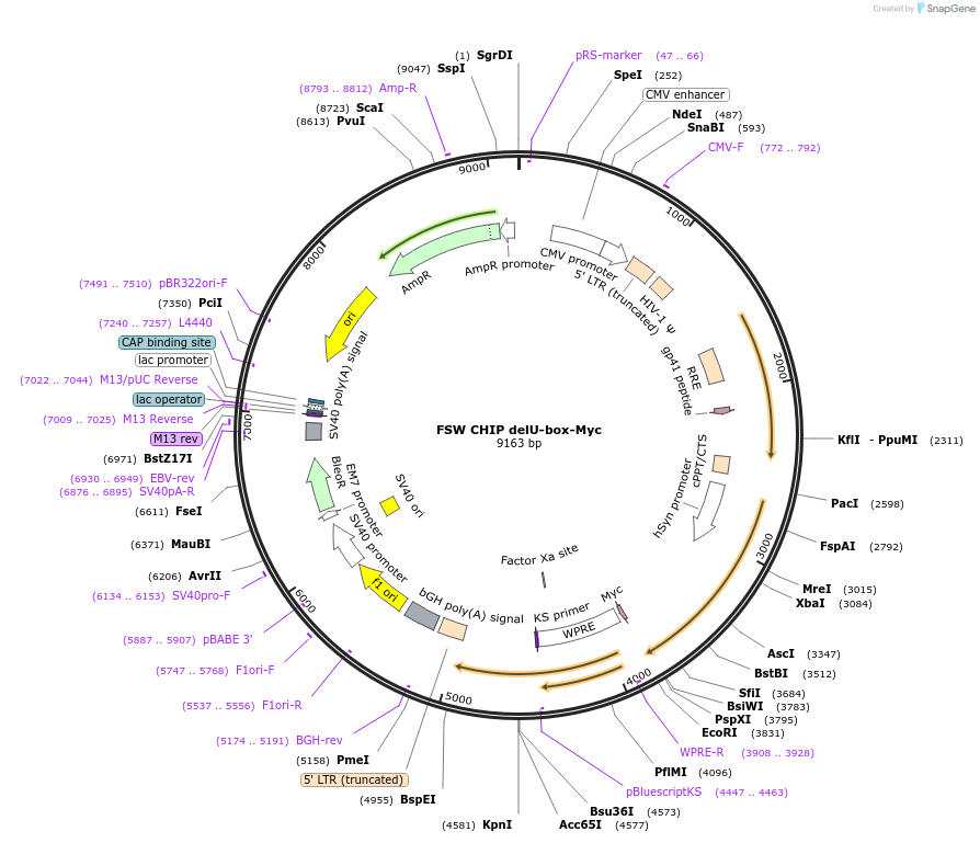 246723-plasmid-map-sequence-id-501660