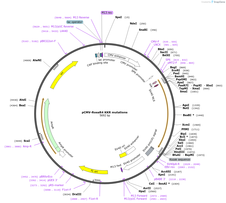 37199-plasmid-map-sequence-id-501662
