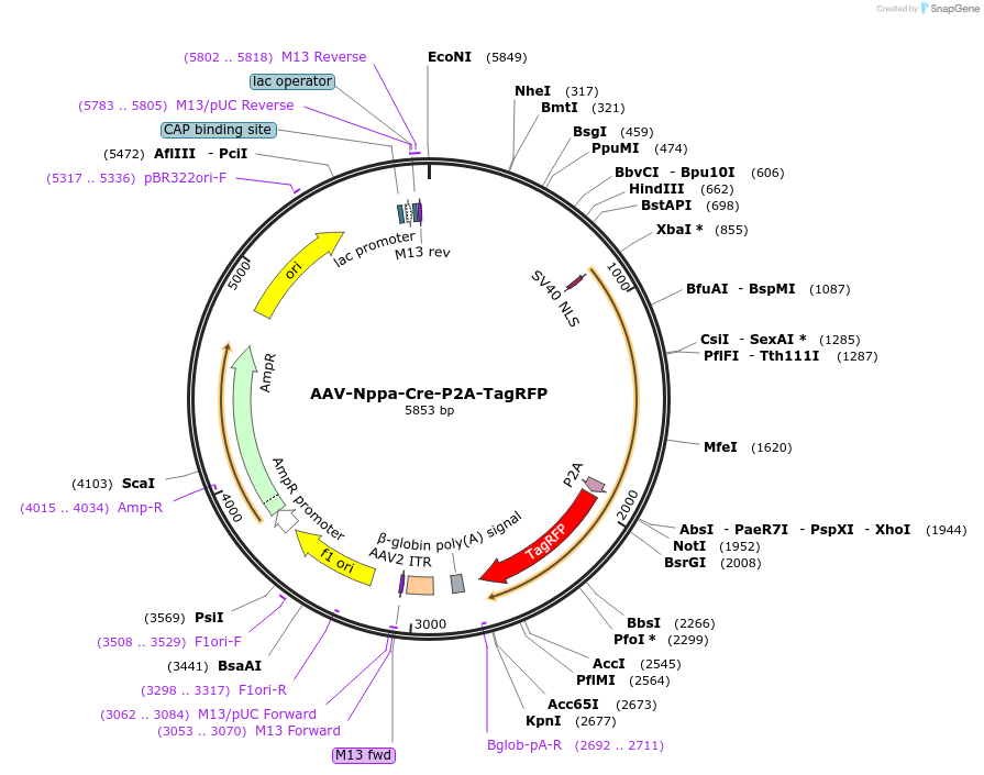 247328-plasmid-map-sequence-id-501683