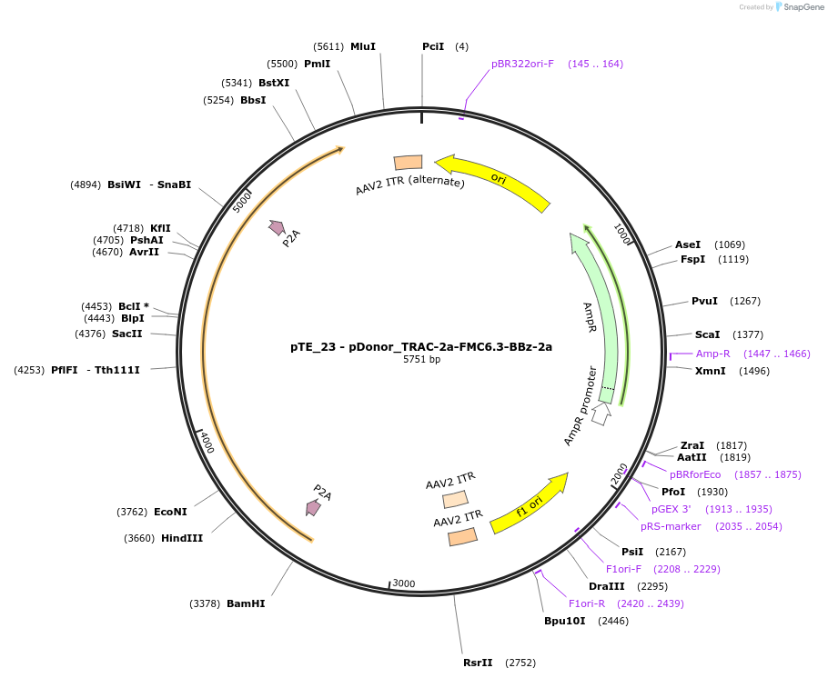 252019-plasmid-map-sequence-id-501689