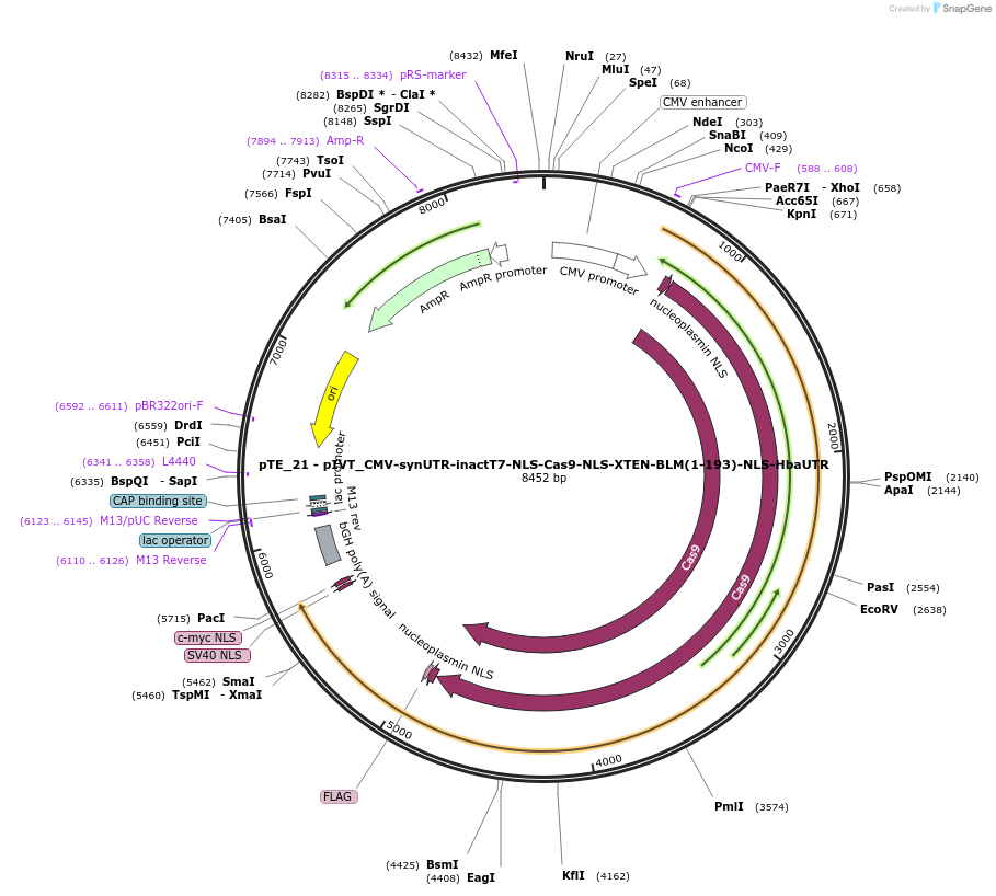 252017-plasmid-map-sequence-id-501692