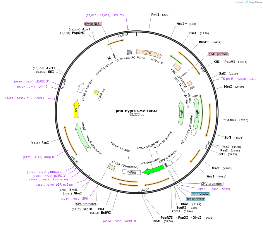 249350-plasmid-map-sequence-id-501694