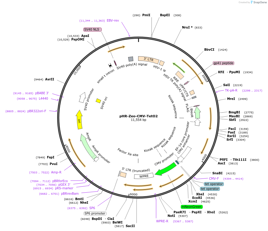 249349-plasmid-map-sequence-id-501696