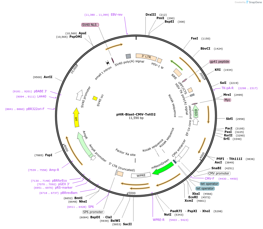 249351-plasmid-map-sequence-id-501698