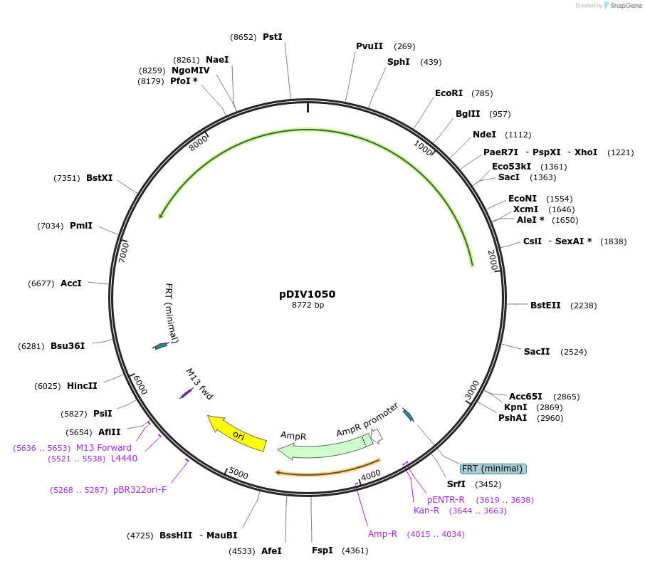 247968-plasmid-map-sequence-id-501705