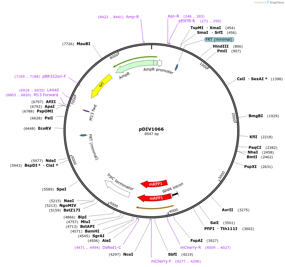 247974-plasmid-map-sequence-id-501709