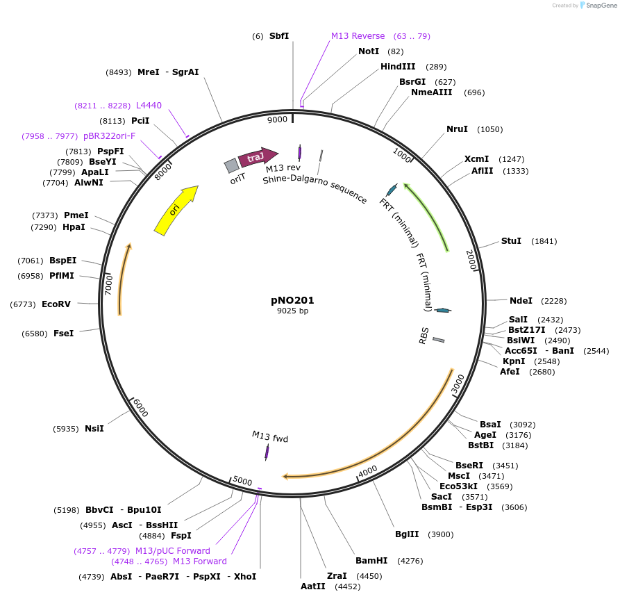 249344-plasmid-map-sequence-id-501721