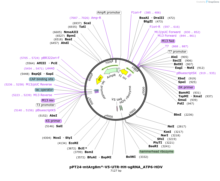 251981-plasmid-map-sequence-id-501753