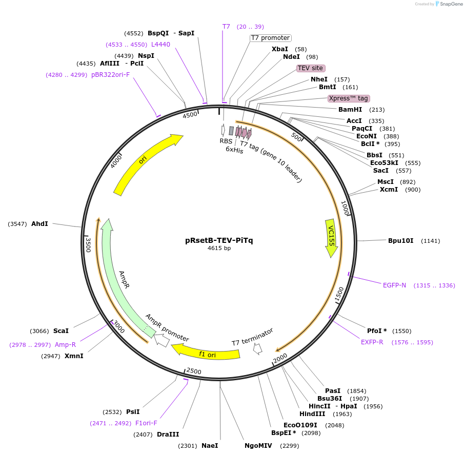 248768-plasmid-map-sequence-id-501754