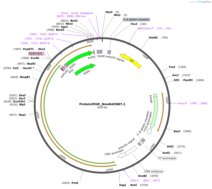 250223-plasmid-map-sequence-id-501763