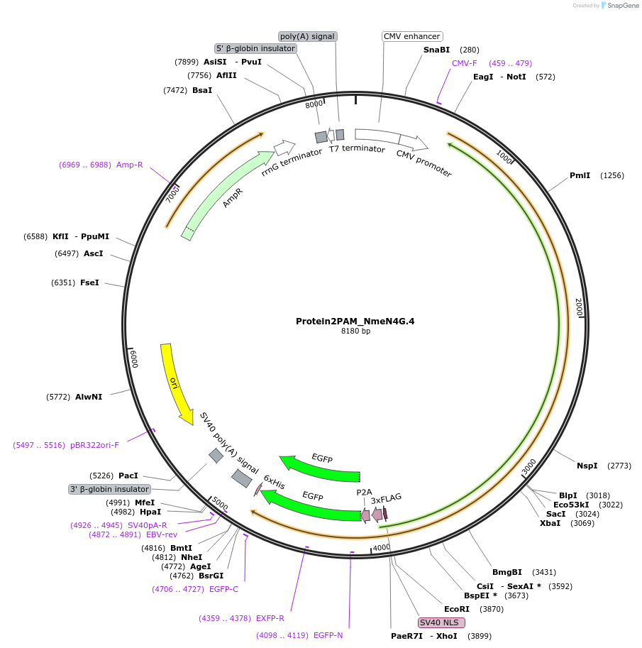 250227-plasmid-map-sequence-id-501774