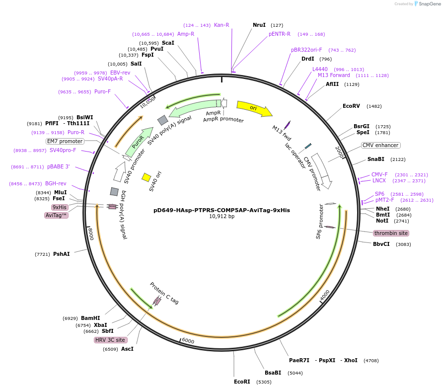 157602-plasmid-map-sequence-id-501777