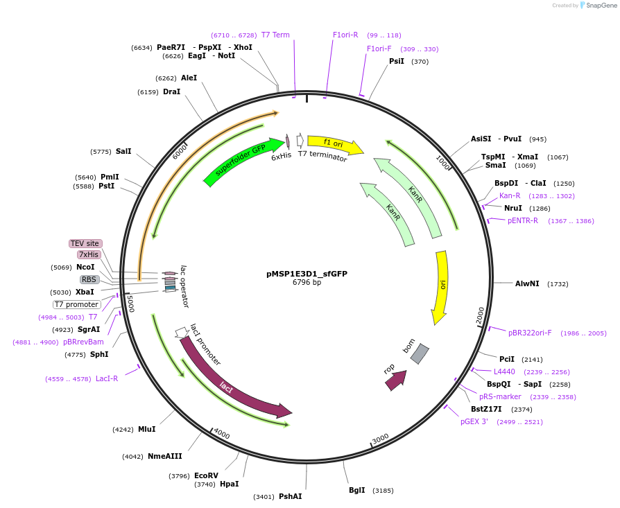 248927-plasmid-map-sequence-id-501779