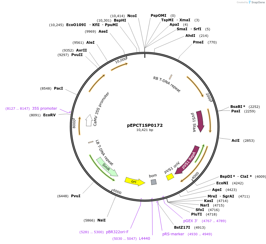 250243-plasmid-map-sequence-id-501790