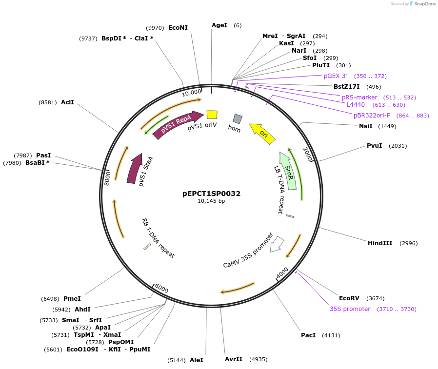 250240-plasmid-map-sequence-id-501791