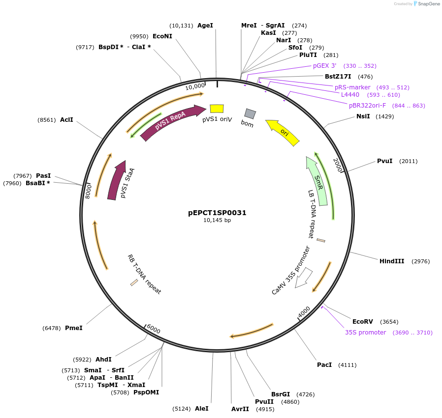 250239-plasmid-map-sequence-id-501798