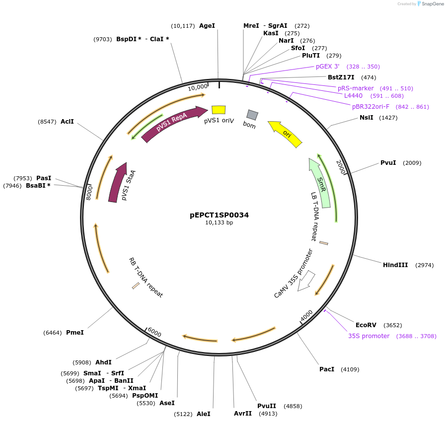 250242-plasmid-map-sequence-id-501799