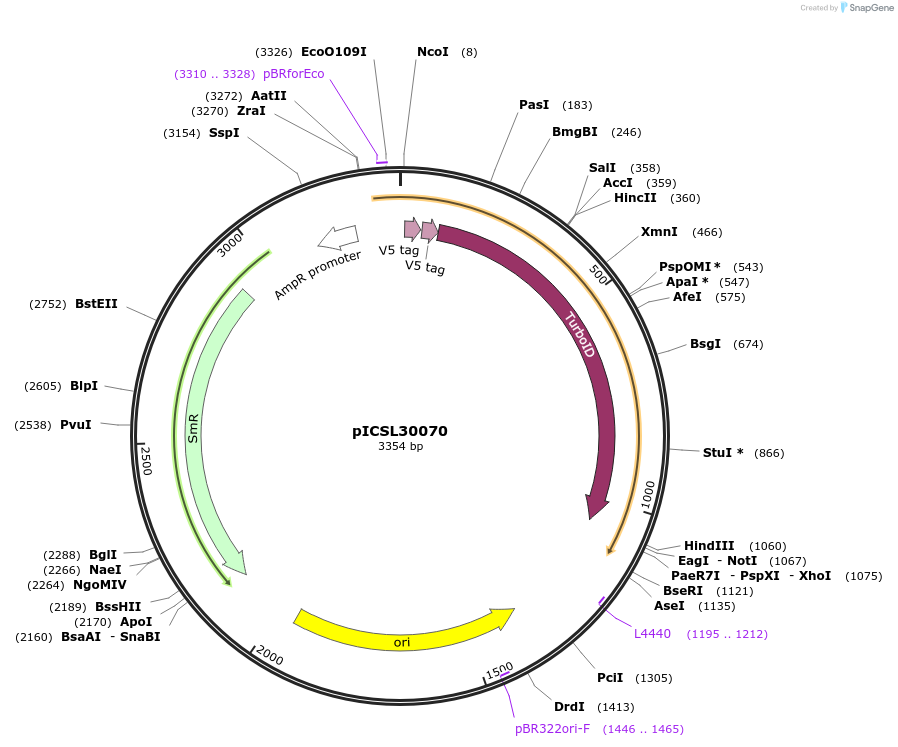 245572-plasmid-map-sequence-id-501811