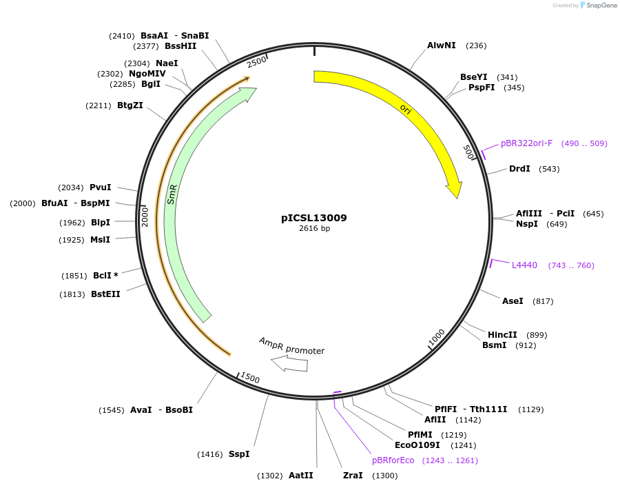 245657-plasmid-map-sequence-id-501812