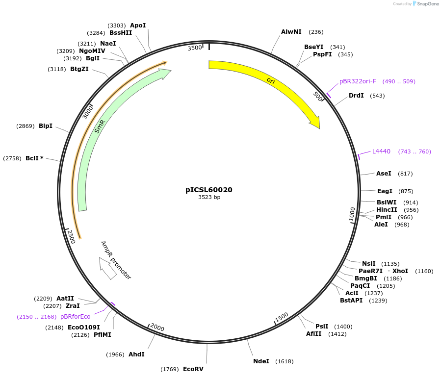 245671-plasmid-map-sequence-id-501813