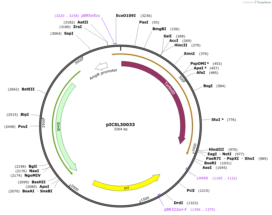 245543-plasmid-map-sequence-id-501814