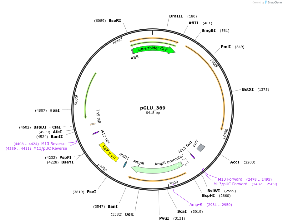 250624-plasmid-map-sequence-id-501822